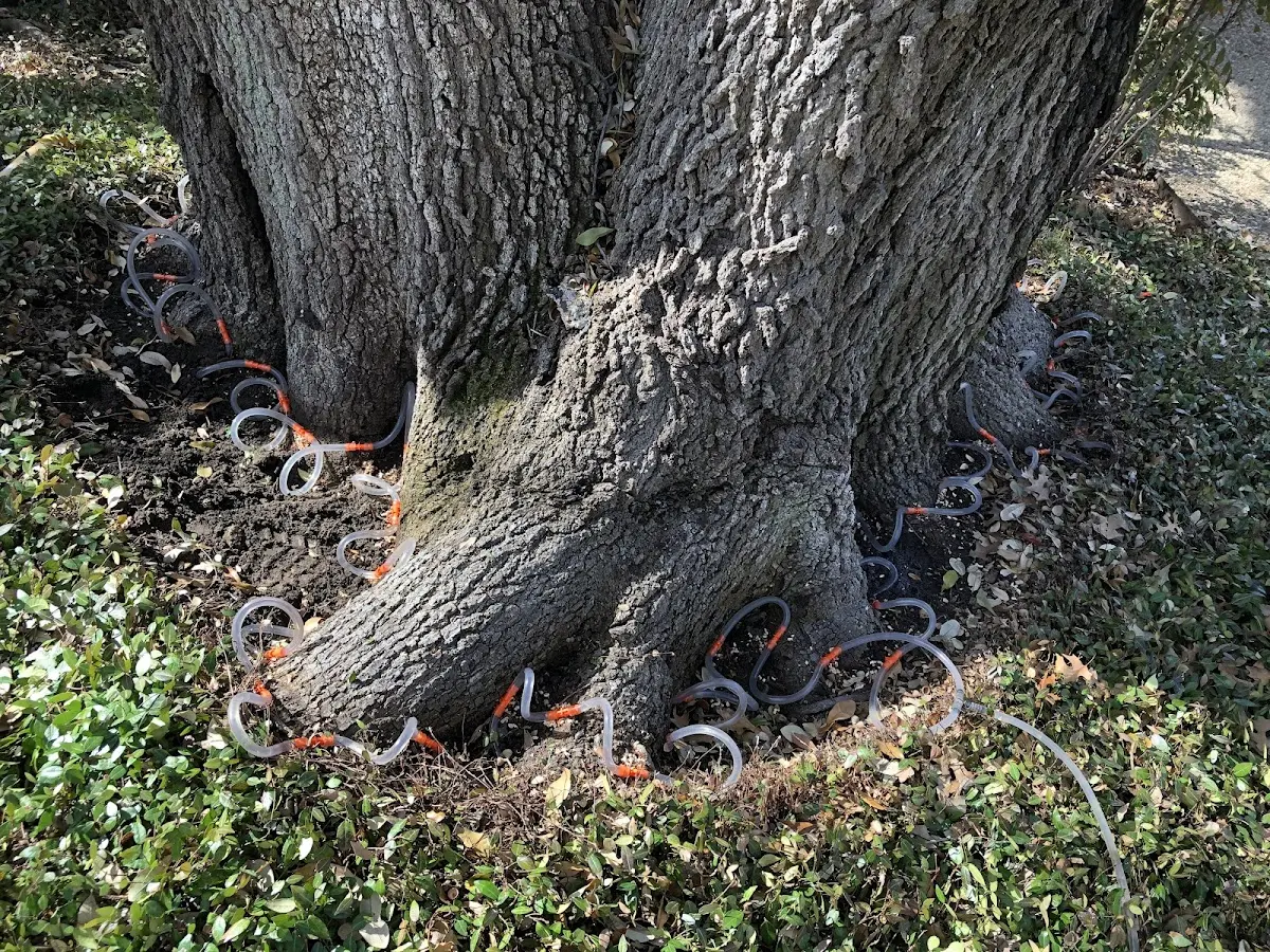 Detailed Tree Cabling and Bracing job site in Worthing
