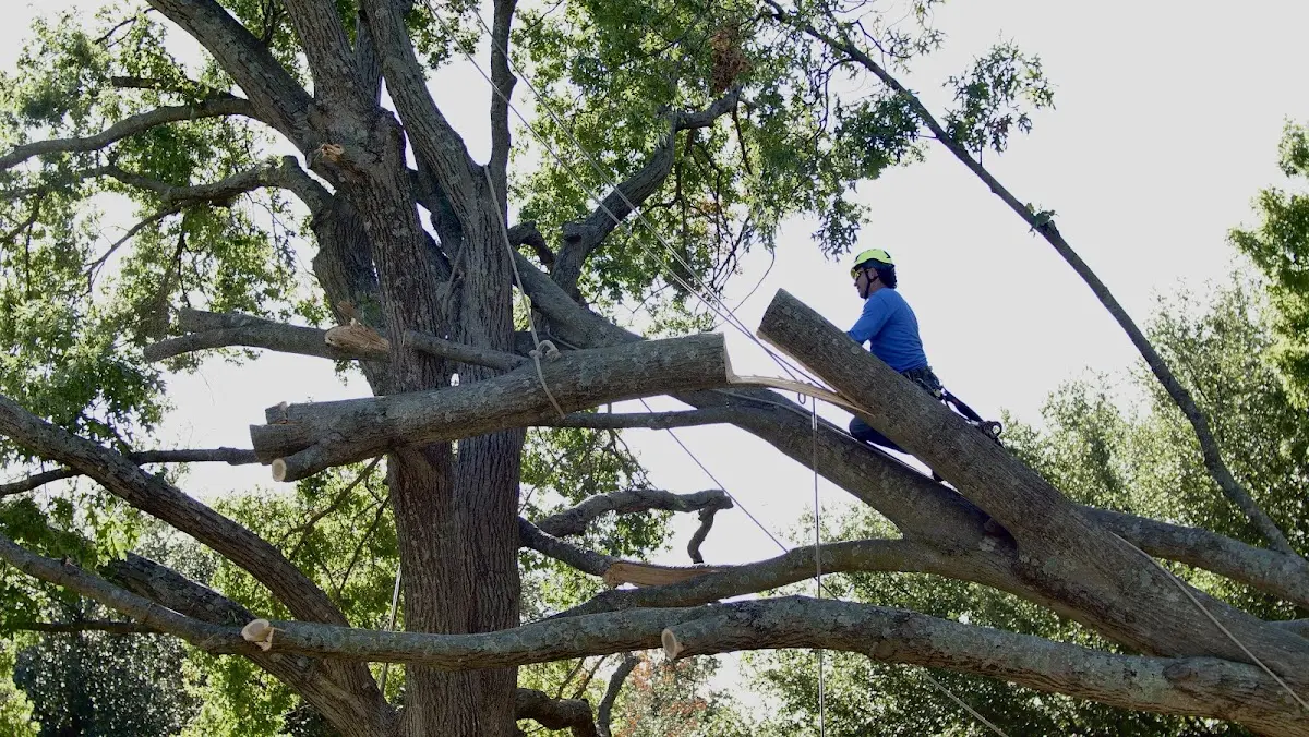 Professional Hazardous Tree Removal performed by certified arborists in Worthing